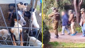 Rescatan a 14 perros y 5 gatos con signos de desnutrición en casa de Curacautín: Dueño fue detenido por maltrato animal