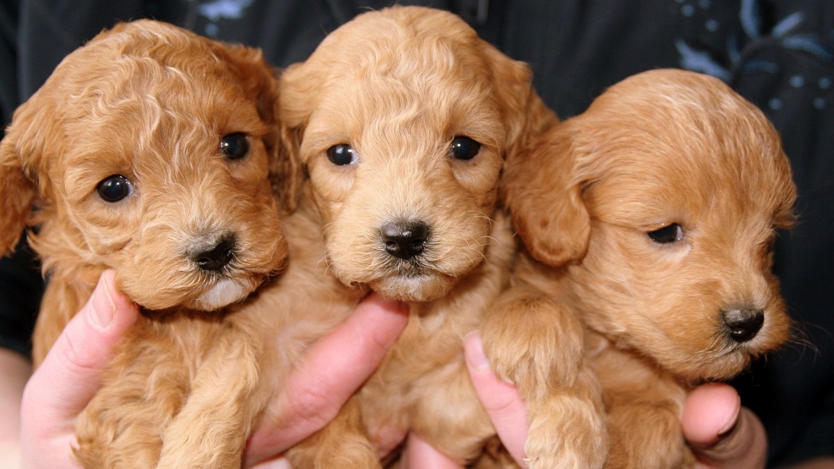 Denuncian a sujeto por maltrato y ejercicio ilegal de la profesión: 'Animales quedaban con lesiones e incluso algunos murieron'