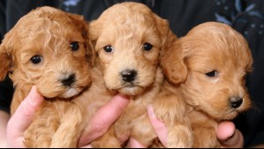 Denuncian a sujeto por maltrato y ejercicio ilegal de la profesión: 'Animales quedaban con lesiones e incluso algunos murieron'
