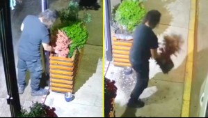 Video muestra insólito robo en Concón: Hombre sustrajo una planta desde la terraza de un restaurante