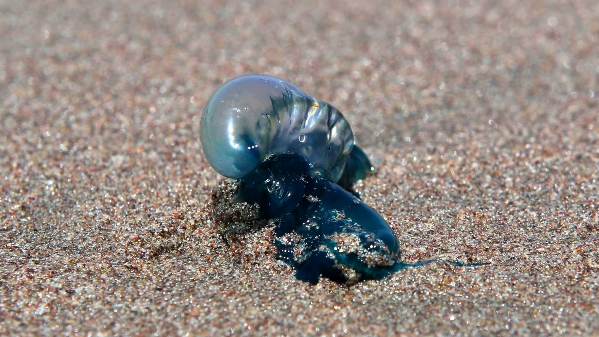 Declaran Alerta Temprana Preventiva por plaga de fragata portuguesa en playas de la región de Antofagasta