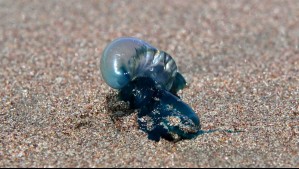 Declaran Alerta Temprana Preventiva por plaga de fragata portuguesa en playas de la región de Antofagasta