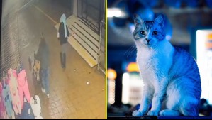 Blondie busca a su gata "Debbie" y ofrece recompensa: Video muestra momento en que se la llevaron