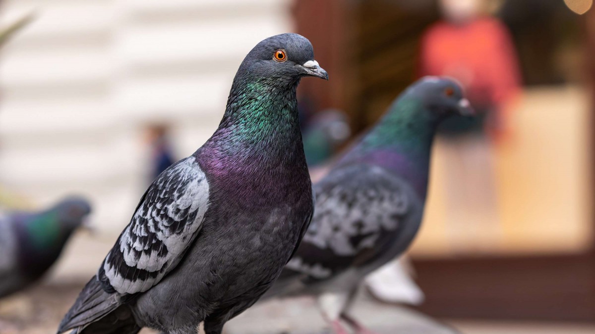Impulsan campaña que prohíbe alimentar a las palomas en Concepción