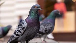 Impulsan campaña que prohíbe alimentar a las palomas en Concepción