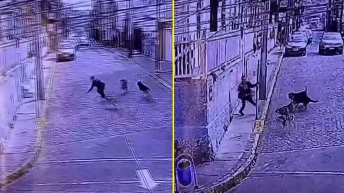 Turista extranjero fue atacado por jauría de perros en Valparaíso: Vecinos piden medidas ante nuevos episodios