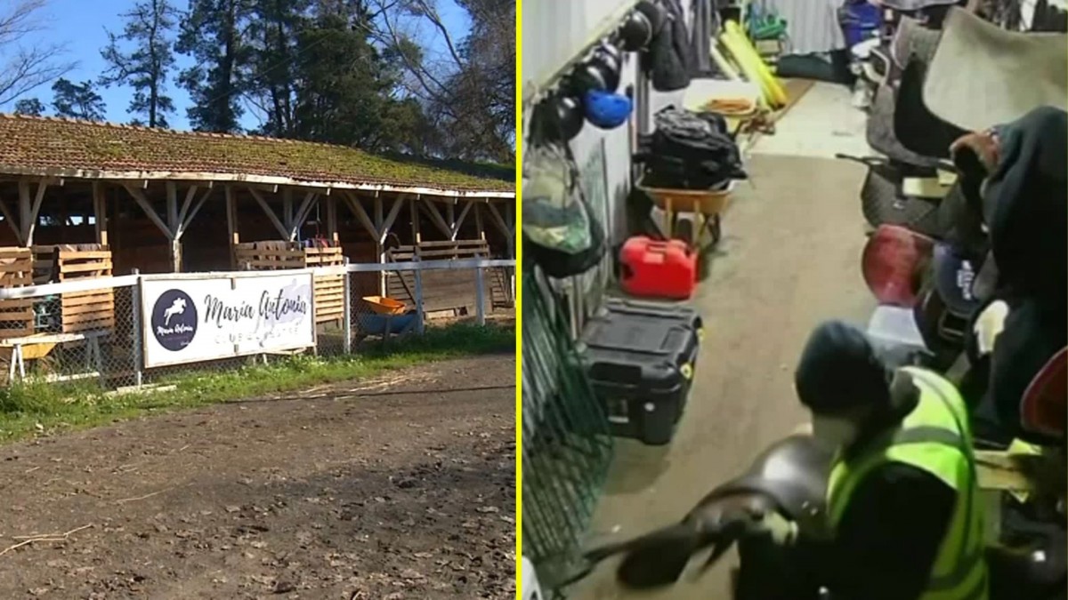 Millonario robo en club ecuestre de Los Ángeles: Delincuentes se llevaron monturas avaluadas en $25 millones