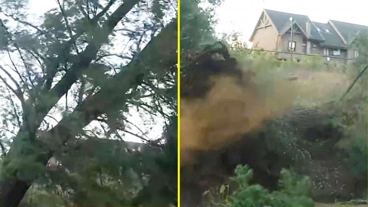 Video muestra el momento en que un árbol cae en Pucón durante transmisión en vivo por las fuertes rachas de viento