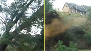 Video muestra el momento en que un árbol cae en Pucón durante transmisión en vivo por las fuertes rachas de viento