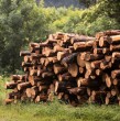 Desde operadores de maquinaria forestal hasta cargos de mantención: Arauco abrió decenas de cupos laborales en distintas regiones del país. Te contamos cuáles son algunas de las vacantes y cómo puedes postular paso a paso.