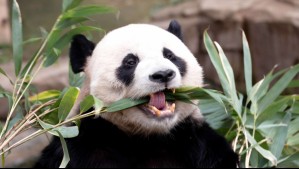 'Un panda para Chile': Así puedes apoyar la campaña del Bioparque Buin Zoo que busca reunir 1 millón de firmas
