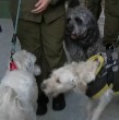 ¿Qué se sabe del auto abandonado con tres perros adentro? Cámaras de seguridad confirmaron que el dueño manejaba en estado de ebriedad y dejó a las mascotas en el vehículo.