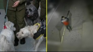 ¿Qué se sabe del enigma del auto abandonado con tres perritos adentro?: Cámaras y alcotest revelaron el misterio