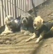 Personal de Carabineros investiga el hallazgo de vehículo abandonado con tres perros en su interior en el centro de Santiago. El conductor y dueño de los animales aún no aparece.