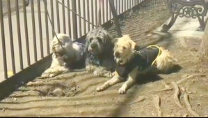 Investigan hallazgo de tres perros dentro de un auto abandonado en Santiago