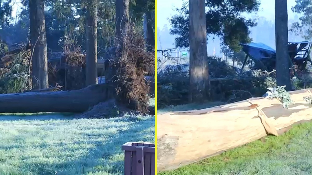 Como un 'efecto dominó': Temporal con viento puelche destruyó un centenar de árboles en parque de La Araucanía