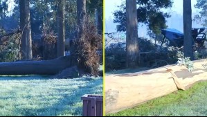 Temporal hizo caer árboles en parque en La Araucanía.