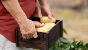 La historia del chileno que emigró a Argentina cuando tenía 3 años y hoy produce 100 hectáreas de cebollas en la Patagonia