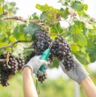 Viña Concha y Toro mantiene ofertas laborales en distintas regiones del país. Revisa algunos de los cargos disponibles y cómo postular a cada una de las vacantes.