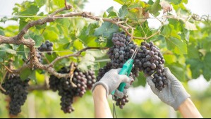 Viña Concha y Toro busca trabajadores: Revisa las ofertas laborales disponibles y cómo postular