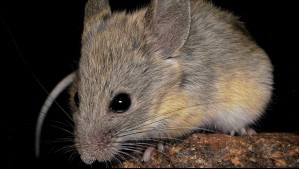 Este pequeño ratón tiene el récord del mamífero que vive a mayor altura del planeta: su secreto podría revolucionar la medicina