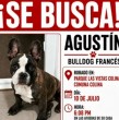 Una familia de la comuna de Colina vive momentos de angustia luego de que su perro, un bulldog francés llamado Agustín, fuera robado del exterior de su vivienda durante la tarde del jueves.