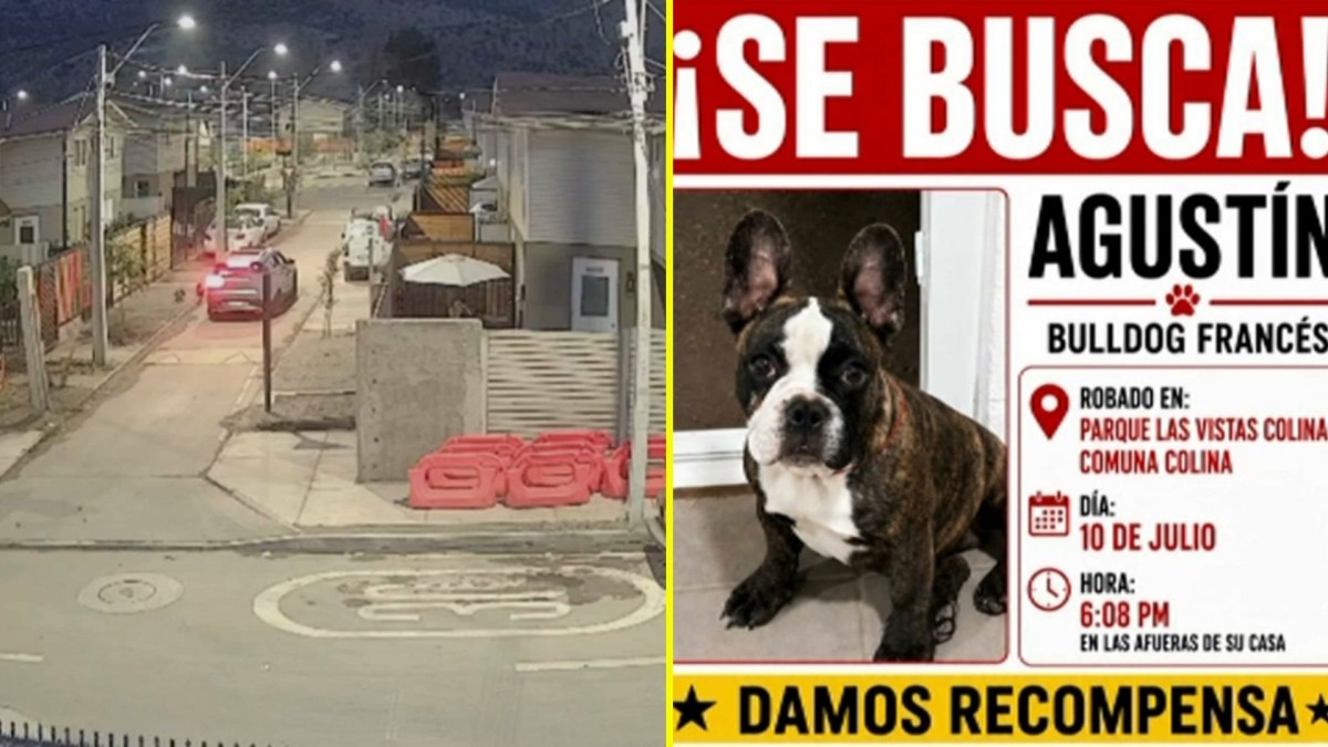 Video muestra robo de bulldog francés desde pasaje en Colina: Dueña ofrece recompensa y señala que 'mi perrito es todo para mí'