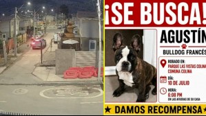 Video muestra robo de bulldog francés desde pasaje en Colina: Dueña ofrece recompensa y señala que 'mi perrito es todo para mí'
