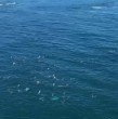 En las últimas horas se conoció una serie de videos del espectacular avistamiento de una gran cantidad de delfines grises en las costas de la región del Ñuble. Además, pescadores de Coronel ayudaron a una orca.