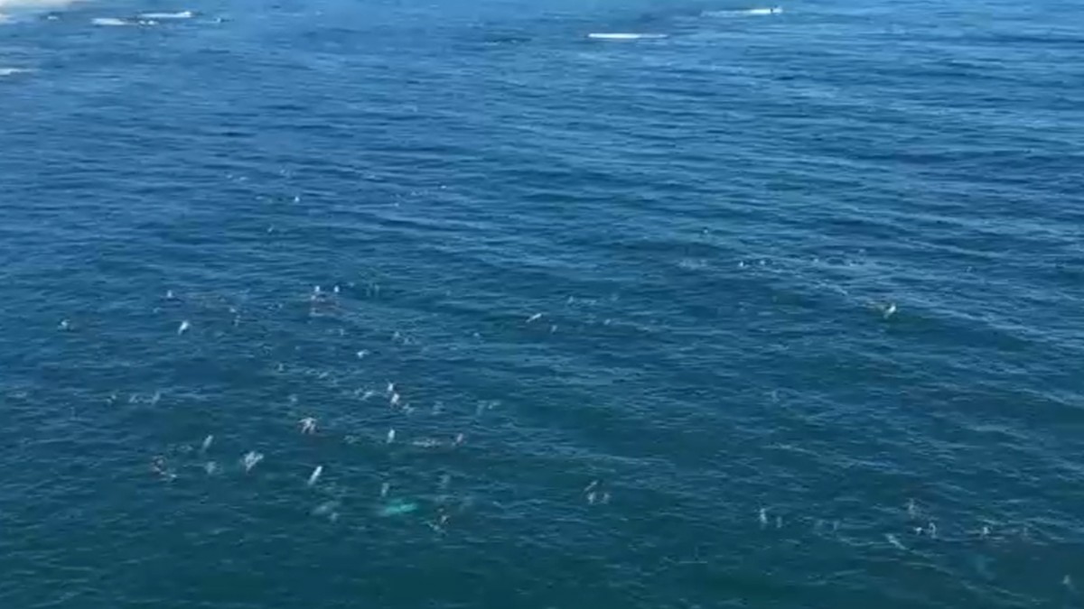 Espectacular avistamiento de gran cantidad de delfines grises en las costas de la región del Ñuble