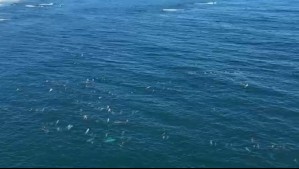 Espectacular avistamiento de gran cantidad de delfines grises en las costas de la región del Ñuble