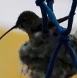Esta semana, la Municipalidad de Mejillones cerró por 60 días la cancha Los Palafitos, luego de que en ese lugar se confirmara la presencia de un nido de colibrí en uno de los aros de básquetbol. ¡Detalles!