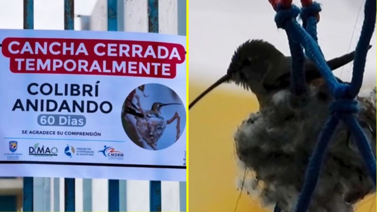 'Esperamos su comprensión': Mejillones cierra cancha deportiva ante colibrí que está anidando en un aro de básquetbol