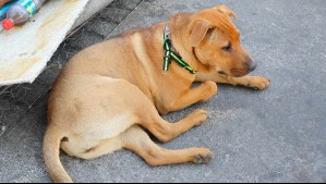 Fue mordida por perro 'Bodoque' en Cerro Navia y ahora el dueño del animal deberá pagarle millonaria indemnización