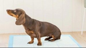 Río atmosférico: Esta es la alternativa para que tu perro haga sus necesidades en casa