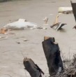 En Curanilahue, un impactante video evidencia la fuerza del río tras el aumento de su caudal, arrastrando escombros, elementos de techumbre y estructuras livianas por la corriente.