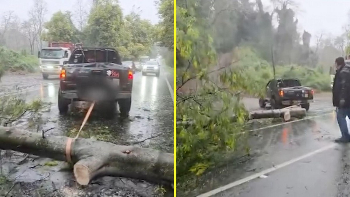 "Héroe" en pleno temporal: Conductor retira enorme árbol de la carretera y desata los elogios en San Clemente