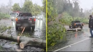 'Héroe' en pleno temporal: Conductor retira enorme árbol de la carretera y desata los elogios en San Clemente