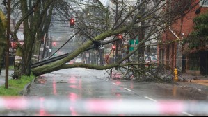 Muere trabajador que realizaba labores de limpieza en Negrete: Un árbol le cayó encima