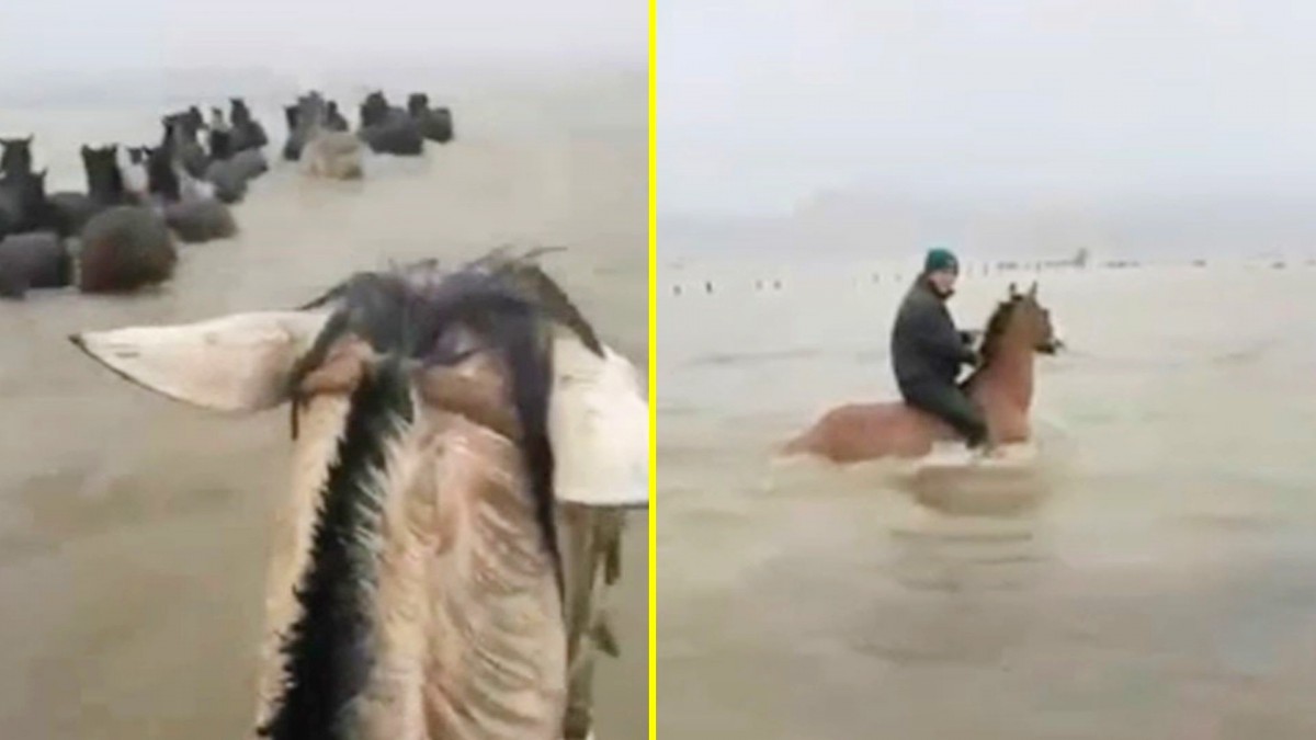 Heroico rescate de caballos que habían quedado aislados tras crecida de río en Arauco