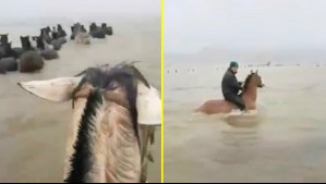 Heroico rescate de caballos que habían quedado aislados tras crecida de río en Arauco