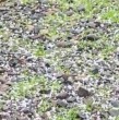 Revisa videos de los intensos granizos que han caído en distintas localidades de las regiones del Maule, Ñuble y Biobío, y que han generado sorpresa en sus habitantes, en medio del sistema frontal que afecta al país.