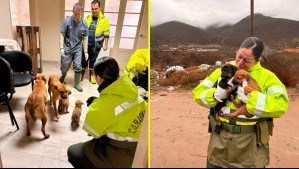 Rescatan a seis perritos que estaban aislados por sistema frontal en Coquimbo