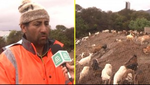 Hombre se refugió con 200 animales en La Serena: Su casa se inundó debido al temporal