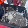 El sistema frontal no solo ha afectado a las personas, ya que varios animales también han sido víctimas del temporal. Es el caso de un burrito que quedó completamente enterrado bajo la nieve en Lo Barnechea. ¡Revisa el video de su rescate!