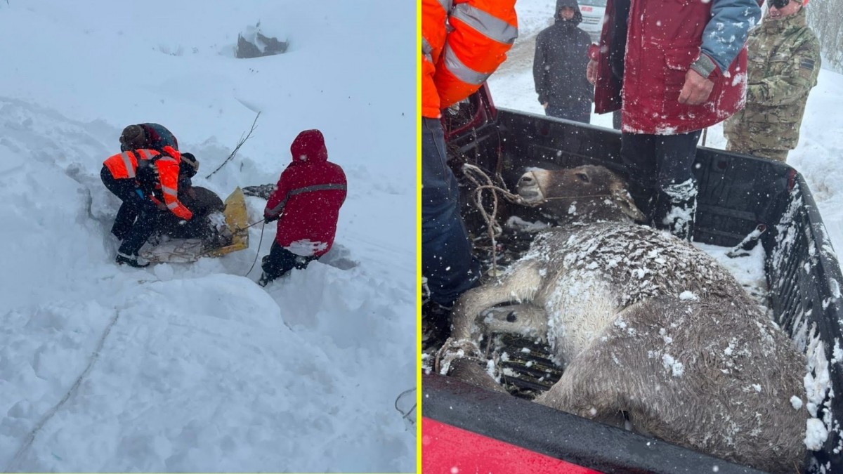 Video muestra exitoso rescate de burrito que había quedado bajo la nieve en Lo Barnechea