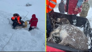 Video muestra exitoso rescate de burrito que había quedado bajo la nieve en Lo Barnechea