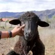 Revisa en detalle la historia de Chimuelo, un cordero de Vicuña que logró sobrevivir a la intensidad del sistema frontal. El animal pertenece a la familia de Álex, un hombre que se vio afectado seriamente por el temporal.