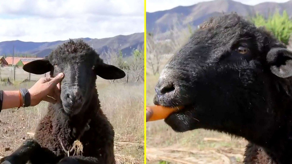 La historia de 'Chimuelo', el cordero de Vicuña que sobrevivió al sistema frontal