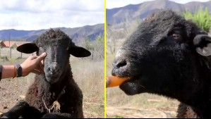 La historia de 'Chimuelo', el cordero de Vicuña que sobrevivió al sistema frontal